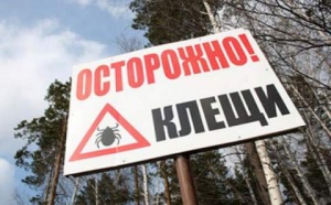 В Ростовской области от укусов клещей пострадало более 400 человек