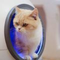 Новинка на российском рынке: новый умный кошачий лоток AmiCura cura1 с автоматической дверью